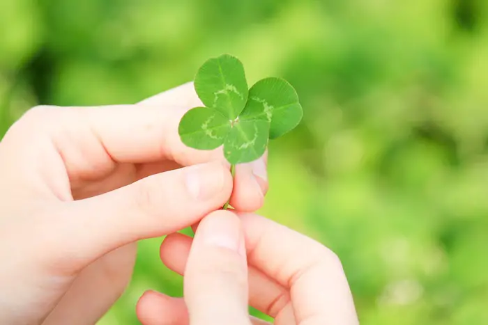 how to preserve a 4-leaf clover