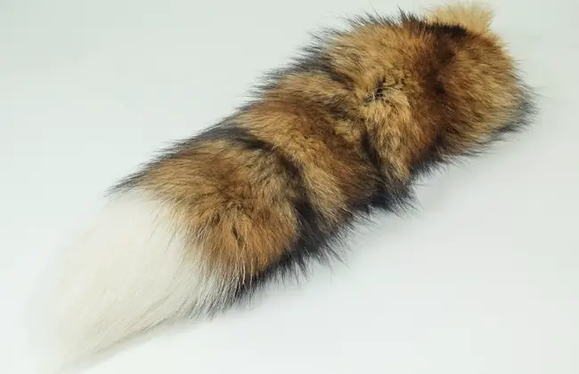 how to preserve a fox tail