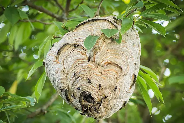 how to preserve a hornets nest