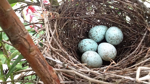 how to preserve abandoned bird eggs