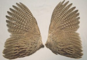 How to Preserve Pheasant Wings - StuffSure