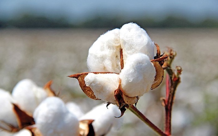 how to preserve raw cotton