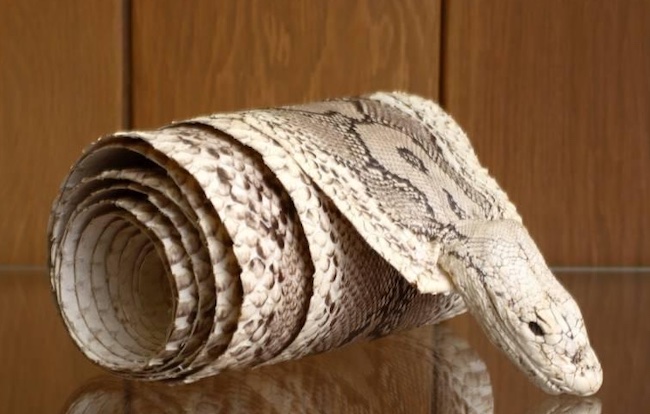 How To Preserve Snake Skin StuffSure