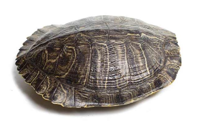 how to preserve turtle shell