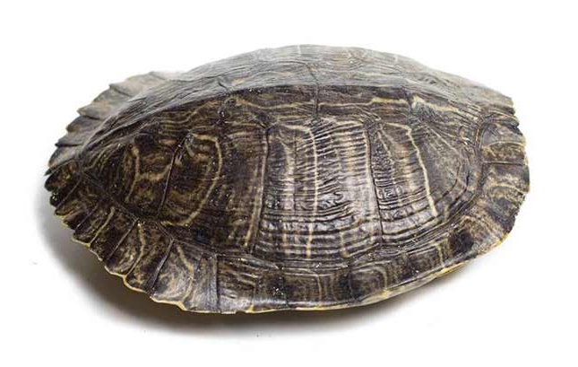 how-to-preserve-a-turtle-shell-stuffsure